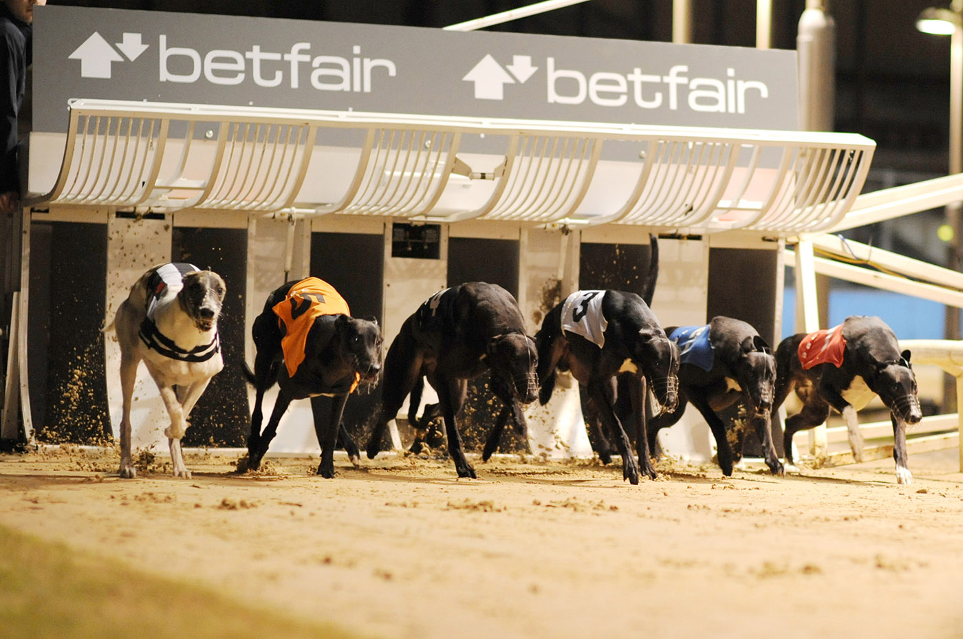 Trading in greyhound racing does not carry as much risk as Bitcoin does.