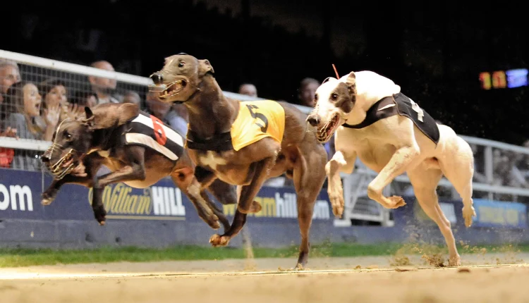 Greyhound-Racing